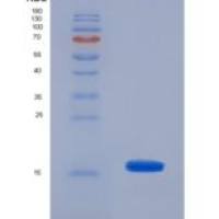 小鼠肿瘤坏死因子配体超家族成员7(TNFSF7)重组蛋白
