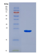 小鼠剪接因子3B亚基3(SF3B3)重组蛋白