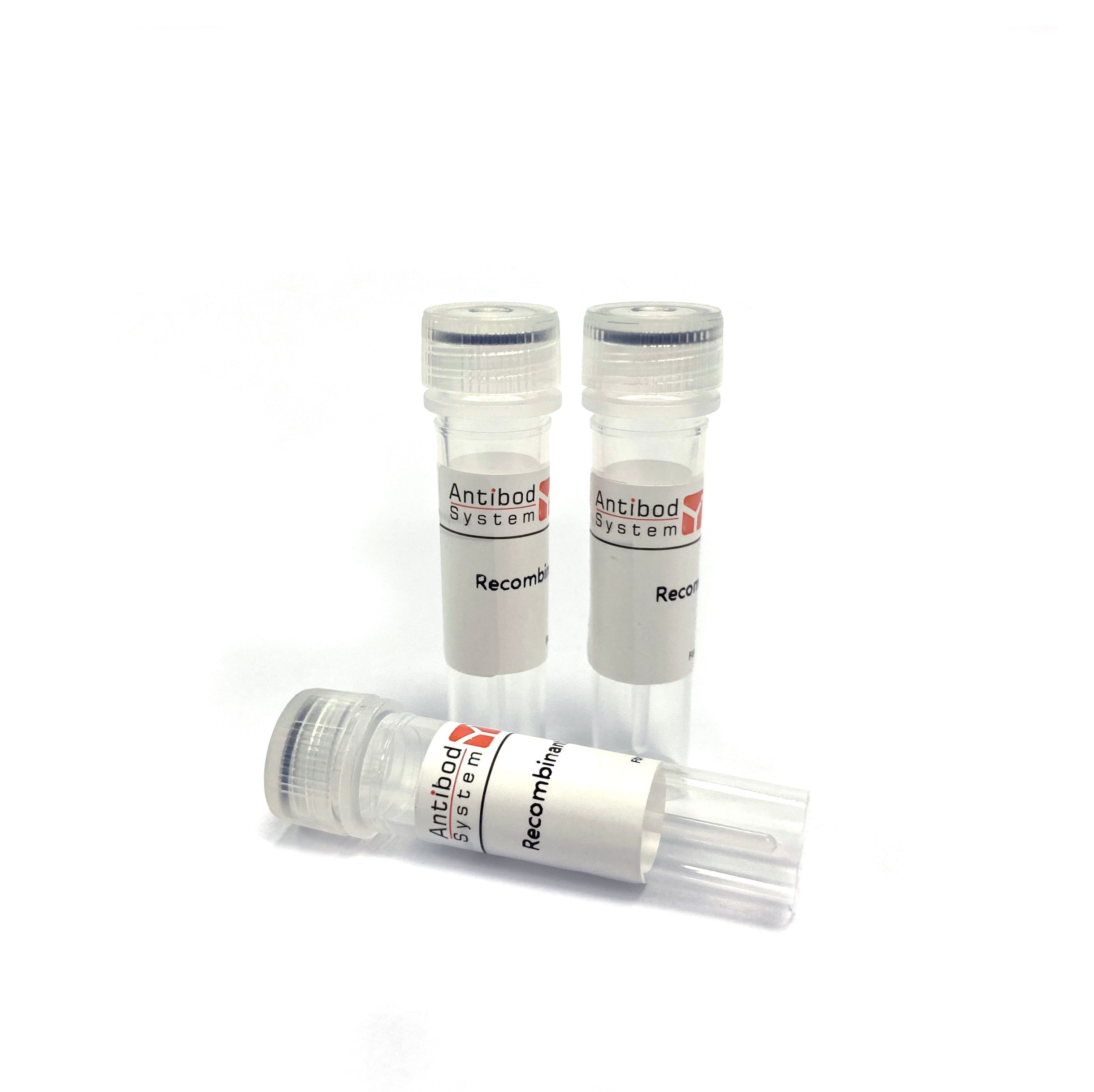 recombinant-human-fgf2-bfgf-c-his-fgf2-bfgf-fgf2-bfgf