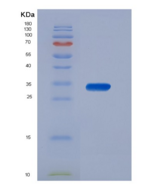 大鼠渗透性糖蛋白(Pgp)重组蛋白