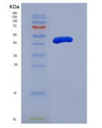 人糖原合酶激酶3α(GSK3a)重组蛋白