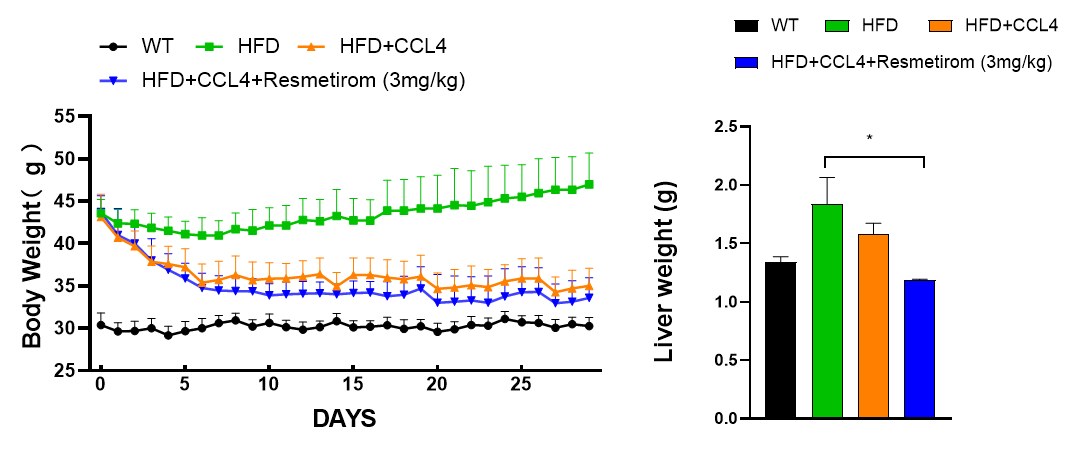 MASH（NASH）小鼠