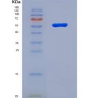人丝聚蛋白(FLG)重组蛋白