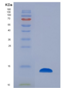 小鼠促性腺激素释放激素(GnRH)重组蛋白