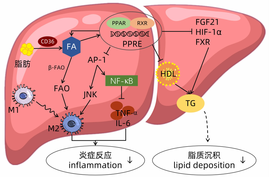 重磅！FDA批准近十年里程碑肝病
