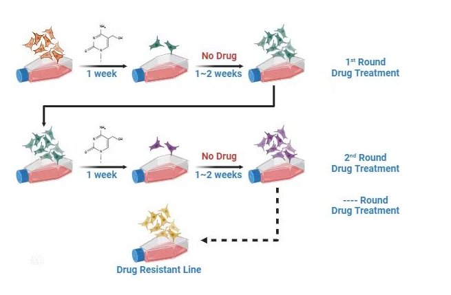 细胞耐药株：突破耐药之困，开启癌症治疗新篇章！
