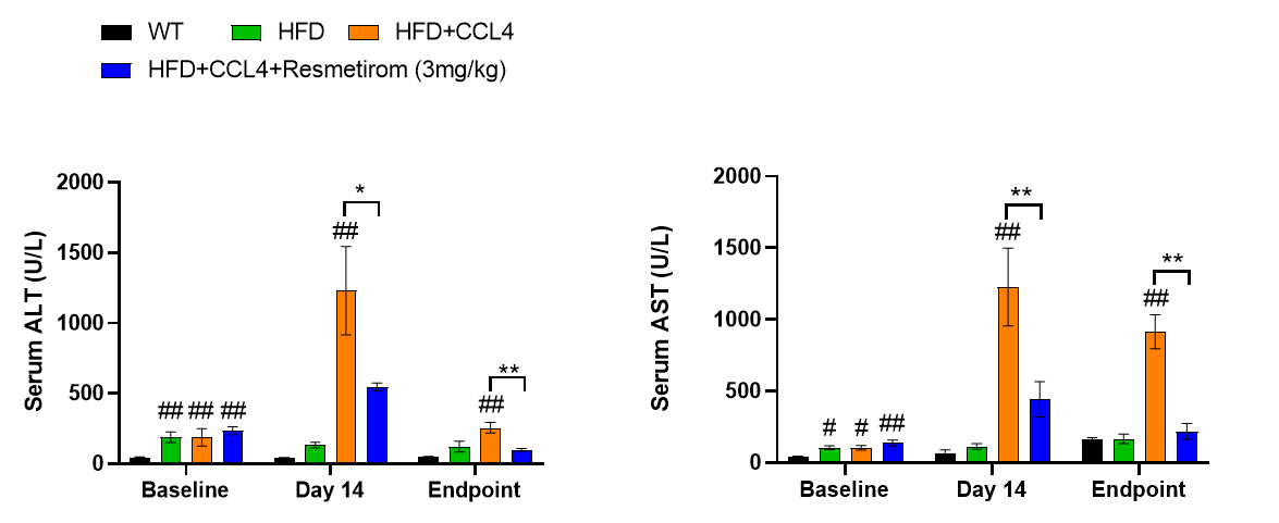 MASH（NASH）小鼠