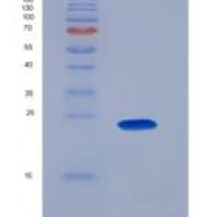 大鼠成纤维细胞生长因子15(FGF15)重组蛋白