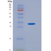 大鼠芳香烃受体(AhR)重组蛋白