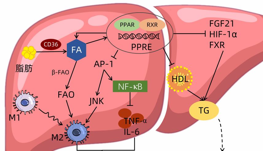 重磅！FDA批准近十年里程碑肝病"first-in-class"药物，PPAR激动剂引领新趋势