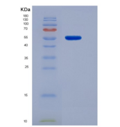 大鼠血小板衍生生长因子BB重组蛋白