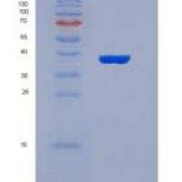 人丝裂原激活蛋白激酶激酶1(MAP2K1)重组蛋白