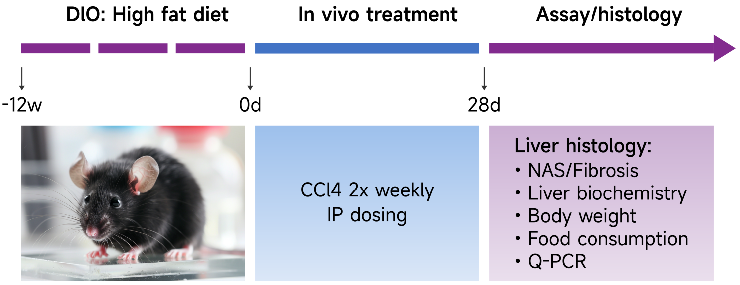 HFD+CCl4诱导的代谢功能障碍相关性脂肪肝炎MASH（NASH）小鼠