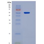 大鼠血小板衍生生长因子BB重组蛋白