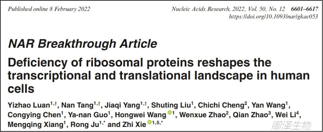 核糖体蛋白的缺乏重塑了人类细胞的转录和翻译景观