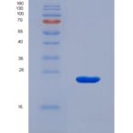 小鼠剪接因子3B亚基3(SF3B3)重组蛋白