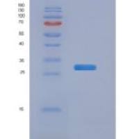 小鼠渗透性糖蛋白(Pgp)重组蛋白