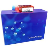 HeLa-GFP细胞 ; 人子宫颈癌细胞(GFP基因修饰)