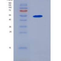 人EGF样重复盘状结构I样域蛋白3(EDIL3)重组蛋白
