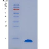 小鼠促性腺激素释放激素(GnRH)重组蛋白