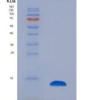 小鼠促性腺激素释放激素(GnRH)重组蛋白