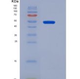 小鼠鞘磷脂蛋白0(MPZ)重组蛋白