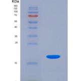 人白介素3受体α(IL3Ra)重组蛋白