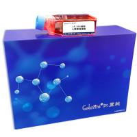 JF-305细胞 ; 人胰腺癌细胞