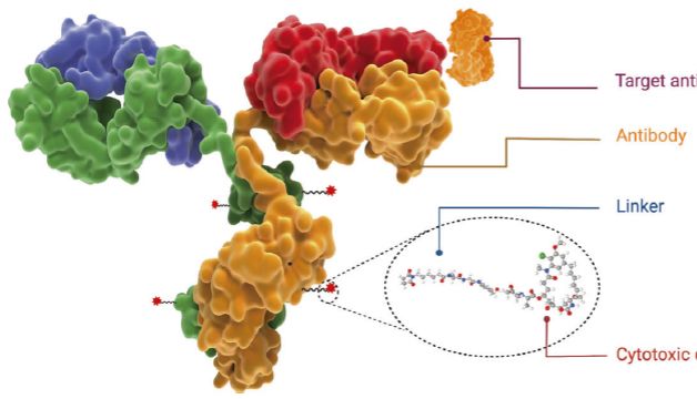 ADC药物研发解决方案