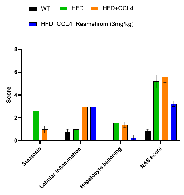 MASH（NASH）小鼠