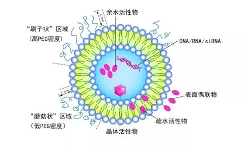 肝靶向甘草次酸修饰的阿霉素靶向脂质体 GA-DOX-Lip