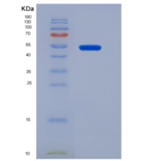 小鼠鞘磷脂蛋白0(MPZ)重组蛋白