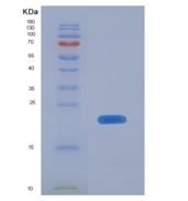 人EGF样域蛋白6(EGFL6)重组蛋白