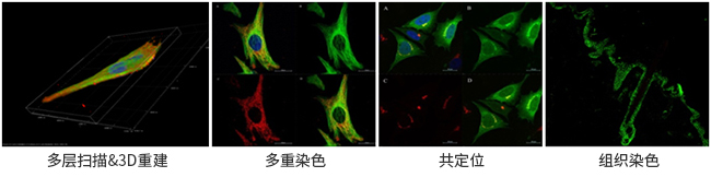 免疫荧光检测服务