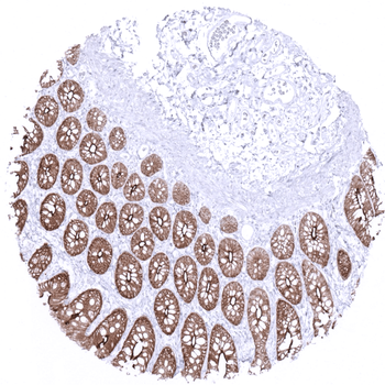 Villin antibody 抗体，orb2276491，