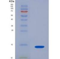 小鼠溶质载体家族7成员11(SLC7A11)重组蛋白