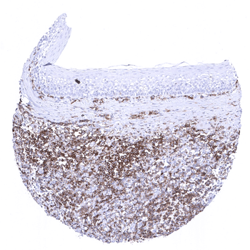 CD27 antibody 抗体，orb2276507，Bi