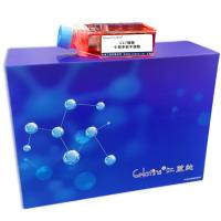 C17细胞 ; 小鼠多能干细胞