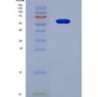 小鼠蛋白聚糖4(PRG4)重组蛋白