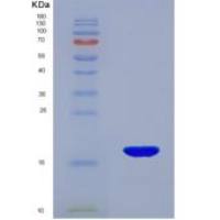 小鼠核糖核酸酶A2(RNASE2)重组蛋白