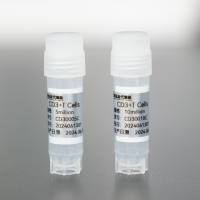 人CD3+T细胞