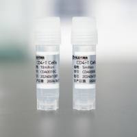 人CD4+T细胞
