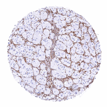 STING1 antibody 抗体，orb2276226，