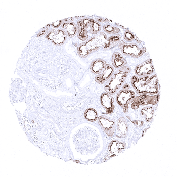 Villin antibody 抗体，orb2276491，