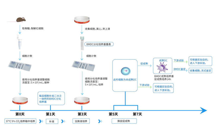 Elabscience流式课堂 | 小鼠骨髓来源树突状细胞的培养和鉴定