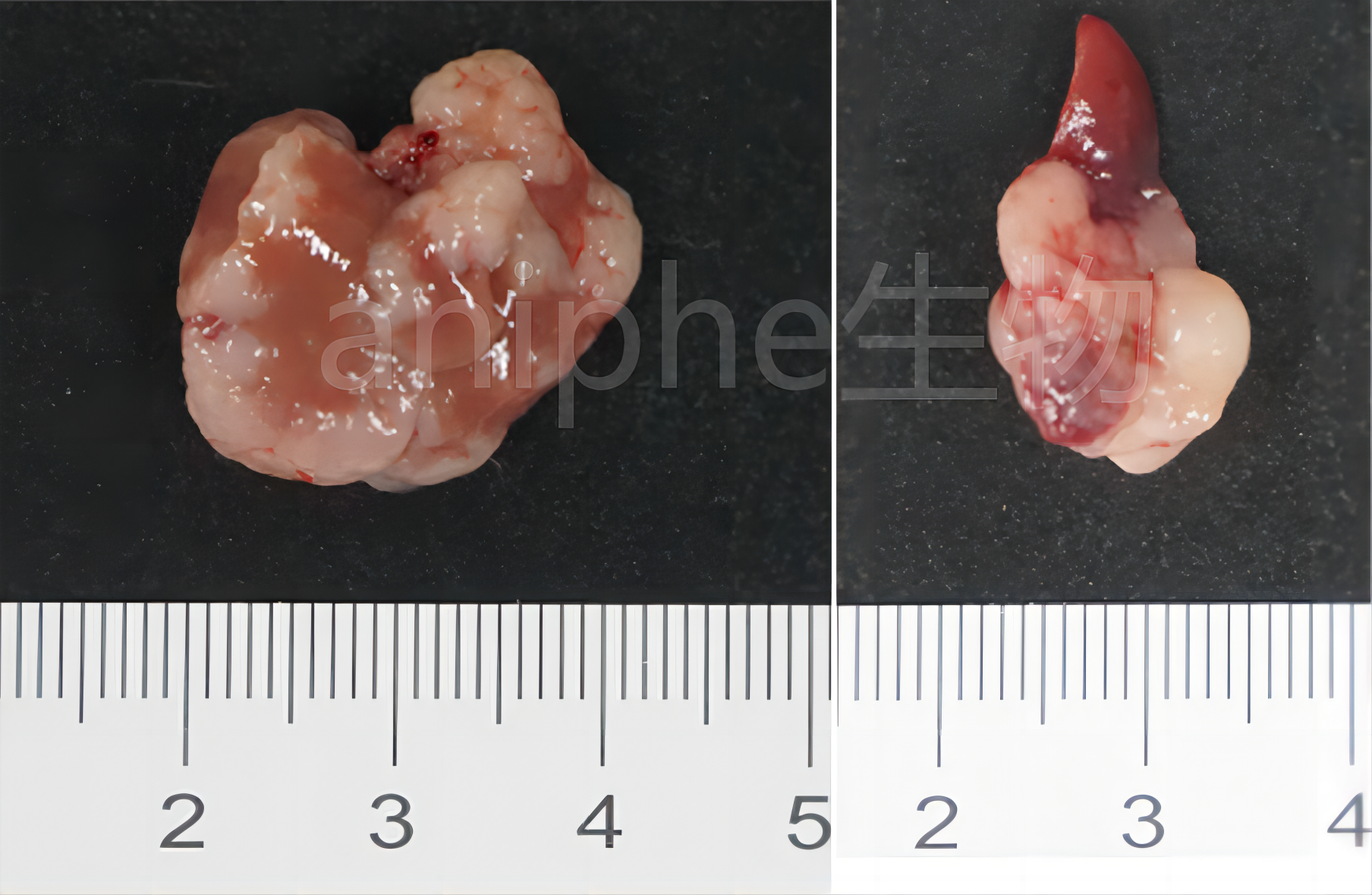 结直肠癌小鼠模型CRC小鼠模型