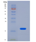 人白介素13(IL13)重组蛋白