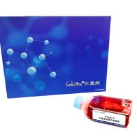 MouseS 小鼠皮肤成纤维细胞