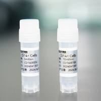 人CD14+单核细胞