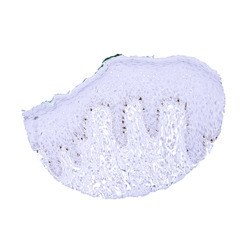 PMEL / gp100 / Melanosome anti